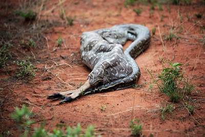 Python verschlingt Antilope