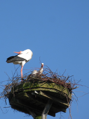 Storch bei der Nestvorbereitung
