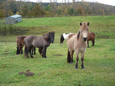 Pferde  im  Sauerland