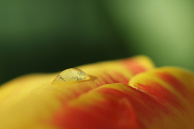 Tulpe nach dem Aprilschnee