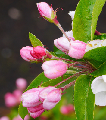 Apfelblütenknospen im Regen