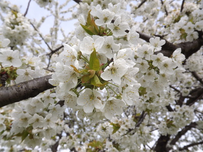 Kirschblüte