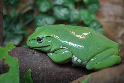 Grünfrosch