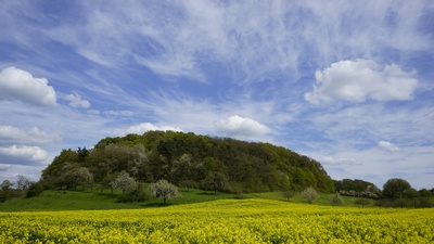 Zeit der Rapsblüte