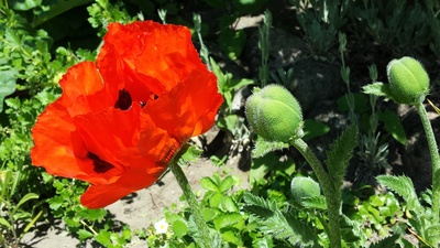 Blüte und Knospen