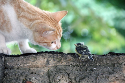 Katze und Vogel