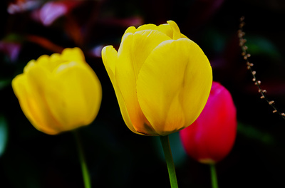 Tulpen im Garten I