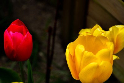 Tulpen im Garten II