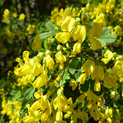 Frühling in der Südschweiz