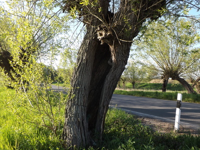 Hohler Baum an der Straße