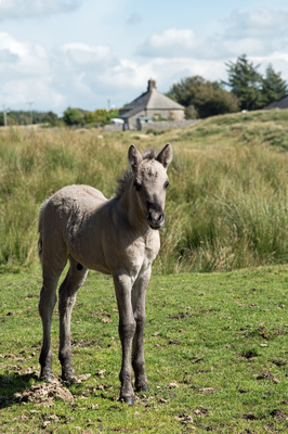 Pony-Fohlen im Dartmoor