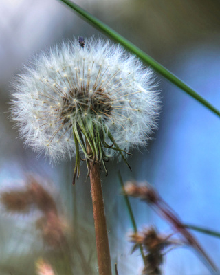 Pusteblume von unten