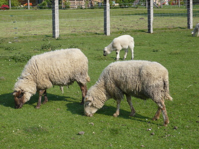 Schafe  im  Sauerland