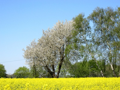 Blühender Baum am Rapsfeld