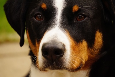 Hund Augen im Focus