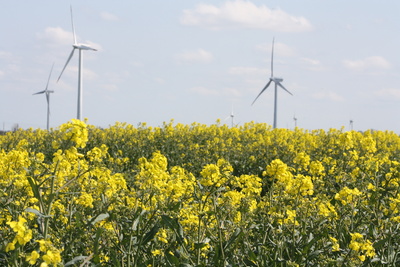 Rapsfeld und Windräder