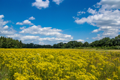 Blühendes Feld Blühendes Feld
