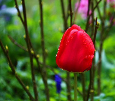Tulpe im Vorgarten