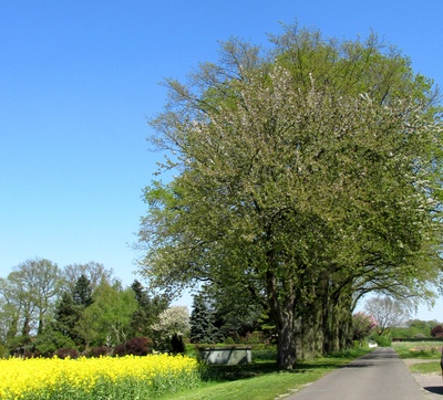 Blühende Strassenbäume