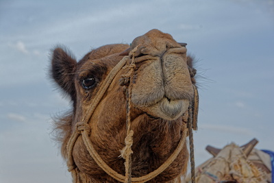 Rajasthan-Kamel in der Wüste Thar