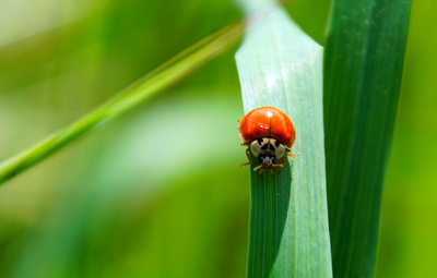 Marienkäfer auf Futtersuche