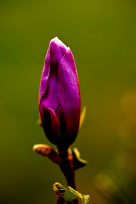 Blüte der Purpur Magnolie