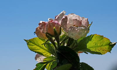 apfelblüte 2