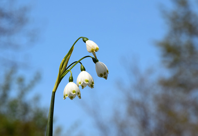 Frühlingsknotenblumen