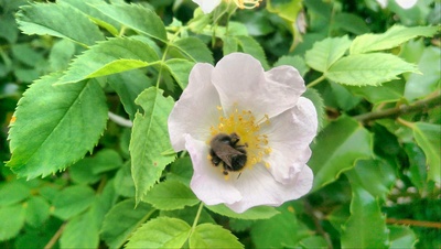 Buschrosen Blüten mit Biene