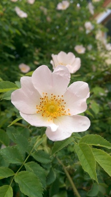 Buschrosen Blüten