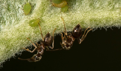 Ameisen bewachen Blattläuse