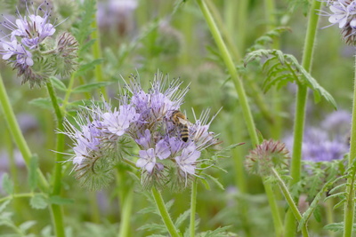 Biene mit Phacelia