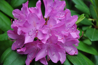 Lila Rhododendronblüte