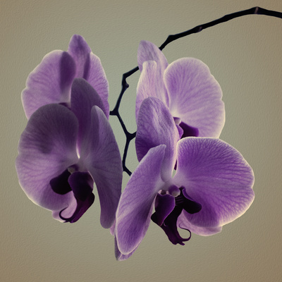 Orchidee mit Ölfarbefilter