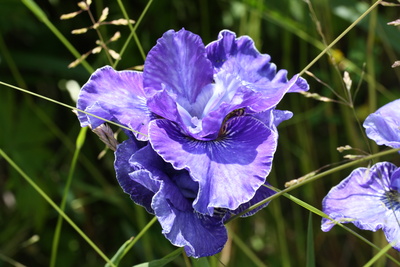 Iris in Blau