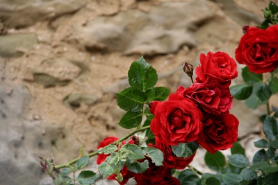 Rosen vor altem Gemäuer