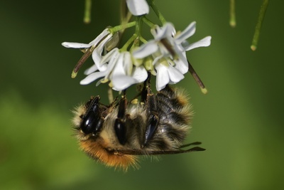 unbekannte Wildbiene hängt an einer Blüte