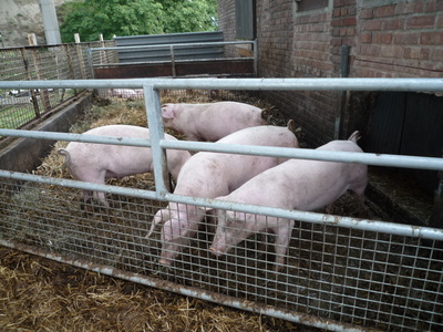 Schweine   im   Sauerland