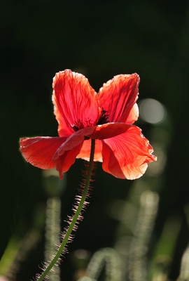 Mohn im Licht