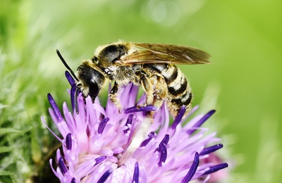 Wildbiene auf einer Distelblüte