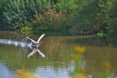 Startender Höckerschwan