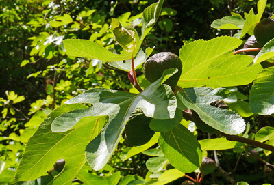 Feigenbaum mit früchten