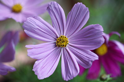 Cosmea