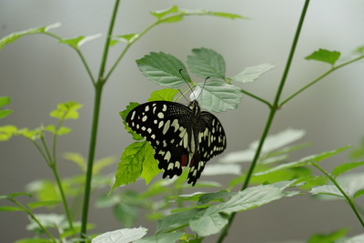 Schmetterling9
