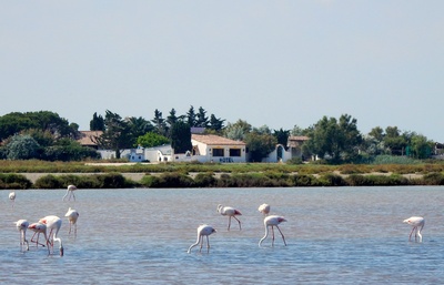 Flamingos in der Camargue
