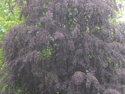 Baum im Regen