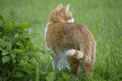 Katze im Garten