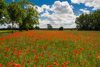 Rotes Feld Rotes Feld