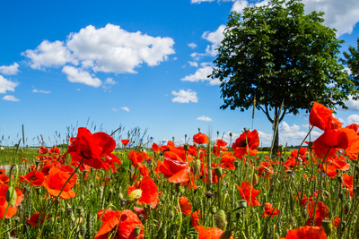 Rotes Feld (1) Rotes Feld (1)