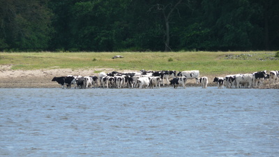 Rinder  im  Wasser